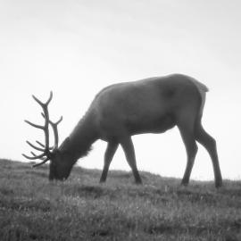 Do You See What I See?